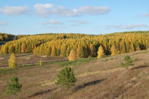autumn yellow autumn forest