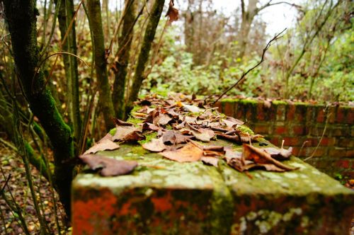 autumn wall leaves