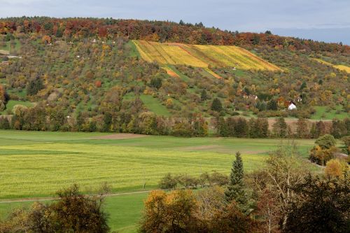 autumn vineyard color