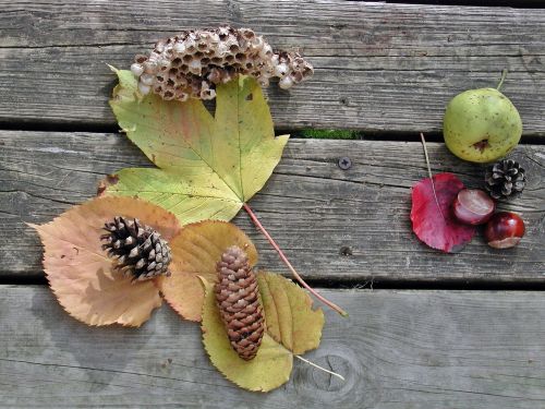 autumn fruits fund