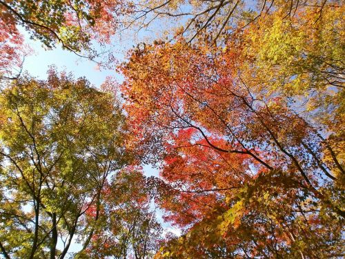 autumn autumnal leaves colorful