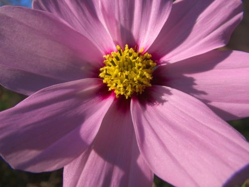 autumn flower purple