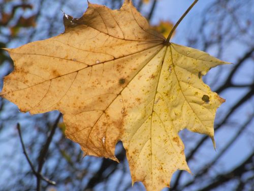 autumn leaf withered