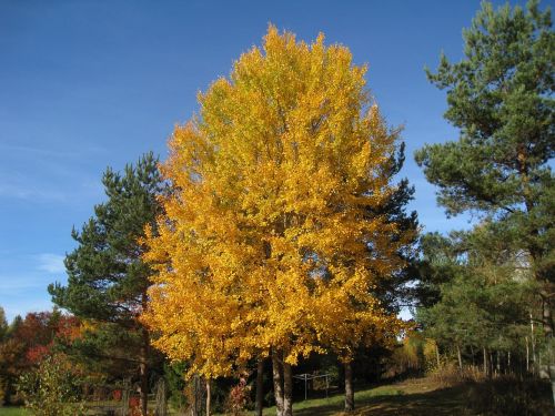 autumn tree colors