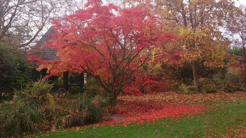 autumn tree nature