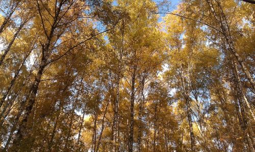 autumn forest blue sky