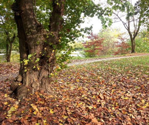 autumn tree fall foliage