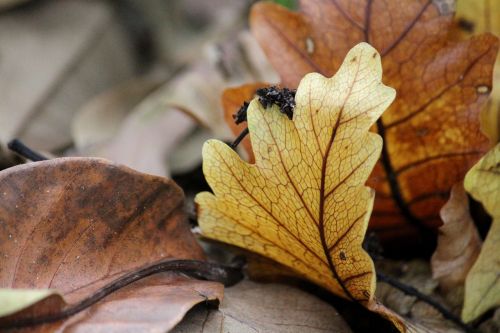 autumn leaf fall