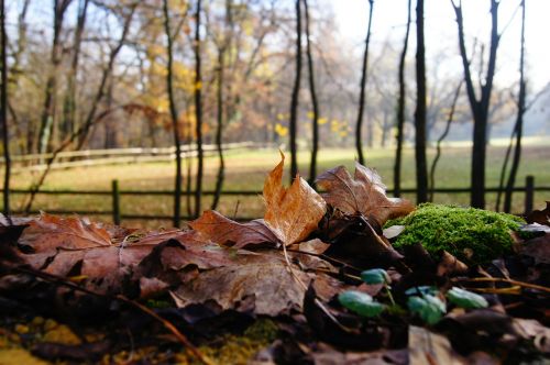 autumn moss leaves