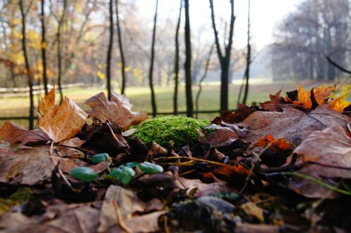 autumn moss leaves