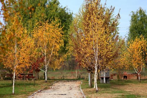 autumn landscape trees