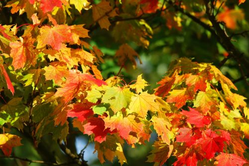 autumn tree leaves