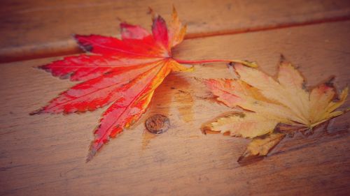 autumn leave orange