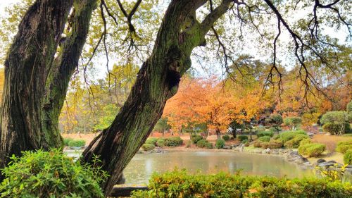 autumn park landscape