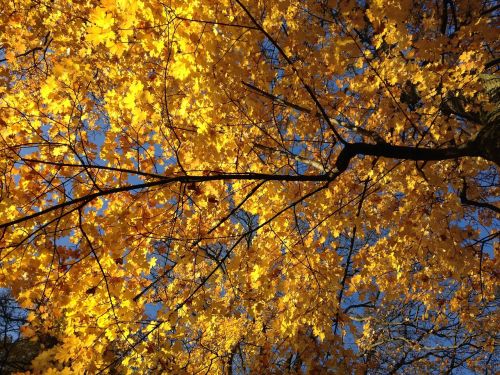 autumn tree according to