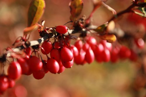 autumn fruit yellow