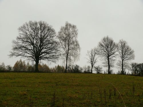 autumn november forest