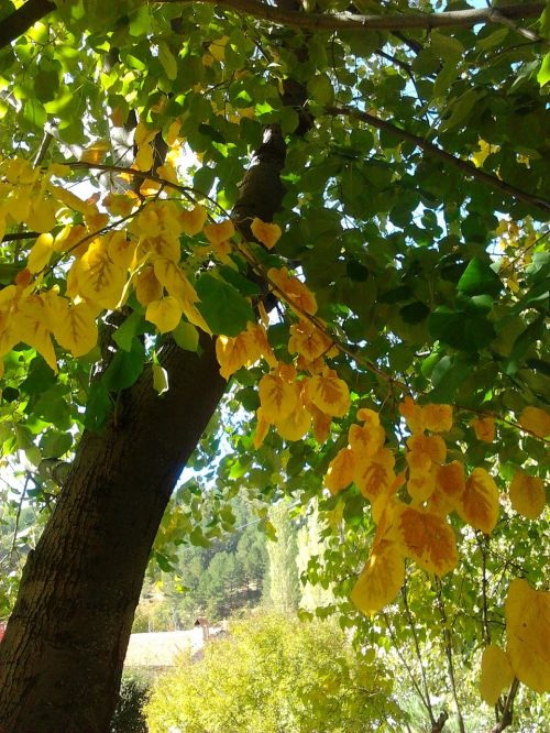 autumn yellow green