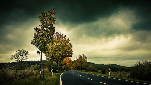 autumn road trees