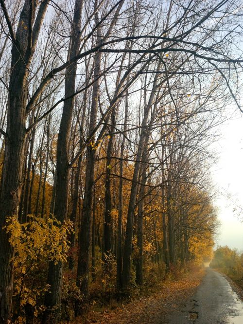 autumn woods roads