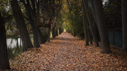 autumn path park