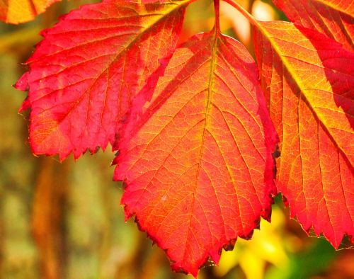 autumn leaf