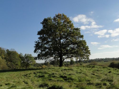 autumn nature forest