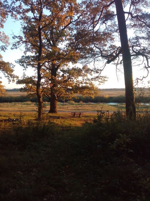 autumn nature forest