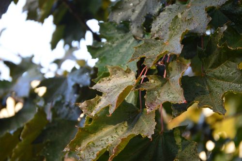 autumn maple leaf burgandy