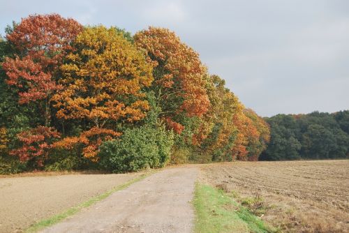 autumn trees colors