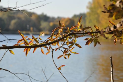 autumn sprig foliage