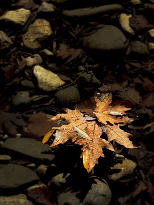 autumn colours leaf