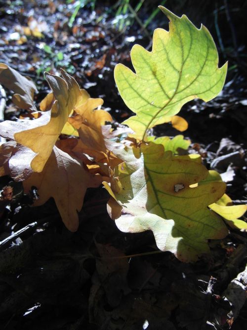 autumn foliage oak