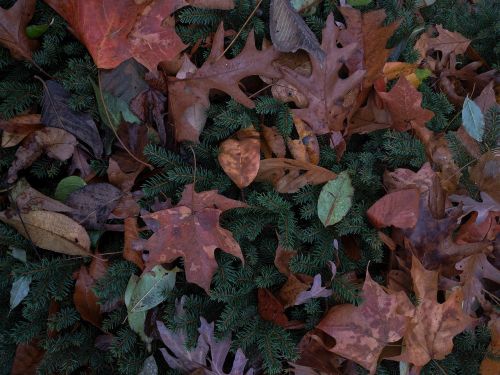 autumn autumn leaf autumn leaves