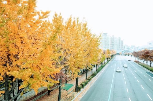 autumn ginkgo tree