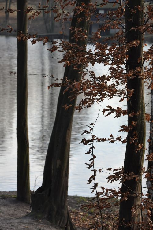 autumn tree then