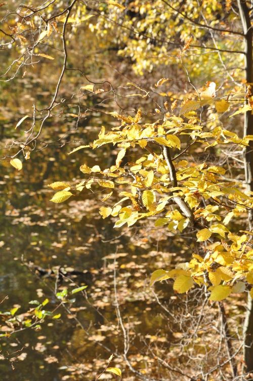 autumn foliage forest