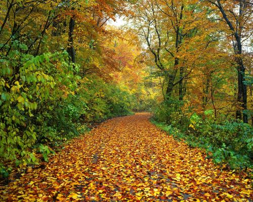 autumn road fallen leaves