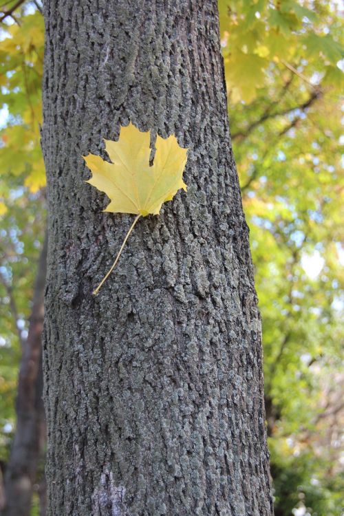 autumn maple listopad