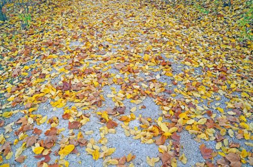 autumn leaves fall foliage