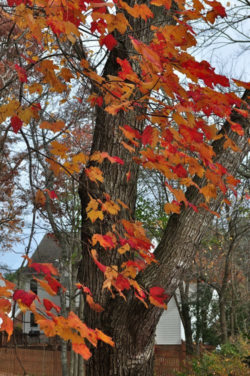 autumn fall fall colors