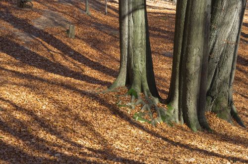 autumn forest light