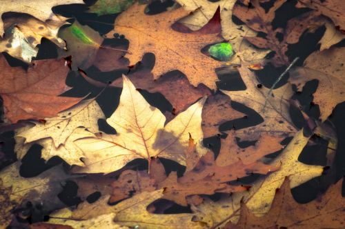 autumn leaves water