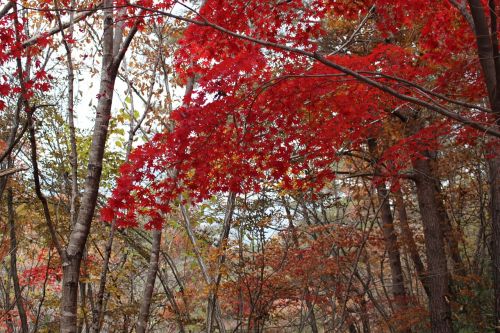 autumn autumn leaves wood