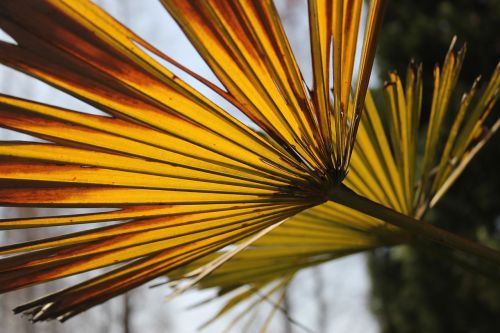 autumn leaf tree