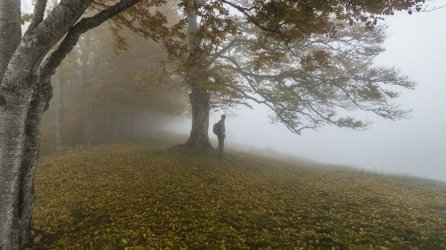 autumn foggy hike