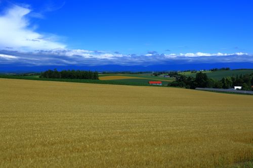 autumn wheat wheat fields