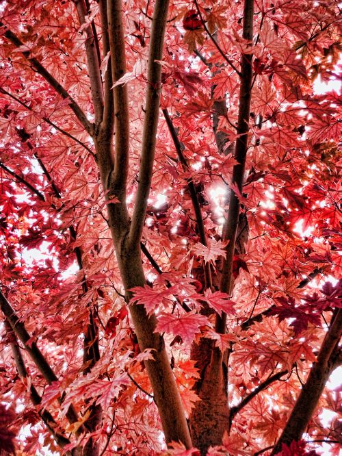 autumn autumn leaves red leaves