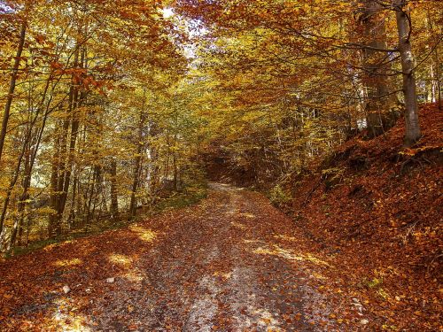 autumn forest nature