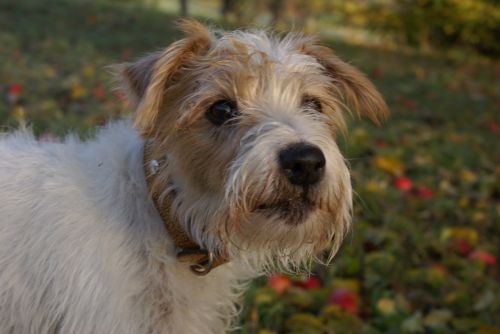 autumn dog terrier